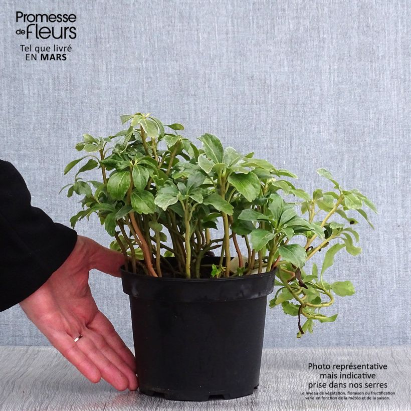 Spécimen de Pachysandra terminalis Green Sheen Pot de 2L/3L tel que livré en hiver