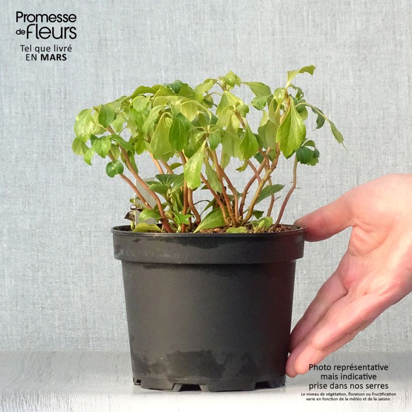 Example of Pachysandra terminalis Green Sheen Pot de 2L/3L as you get in printemps