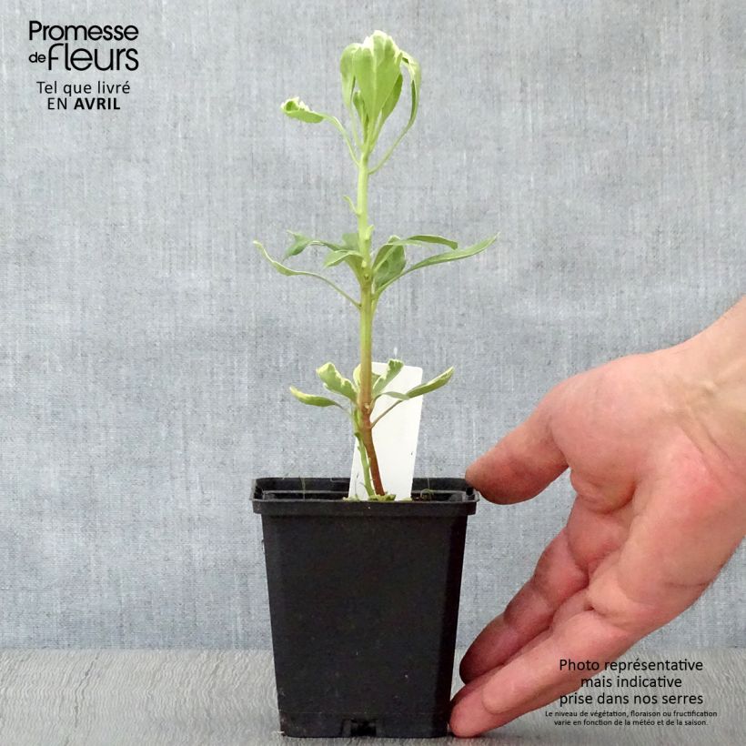 Example of Pachysandra terminalis Variegata Godet de 8/9 cm as you get in printemps