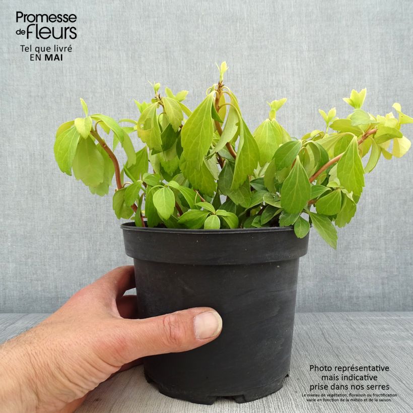 Example of Pachysandra terminalis Pot de 2L/3L as you get in printemps