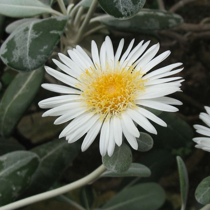 Pachystégia insignis Daizea - Marguerite de Nouvelle-Zélande (Flowering)
