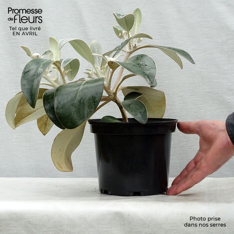 Example of Pachystégia insignis Daizea - Marguerite de Nouvelle-Zélande Pot de 2L/3L as you get in printemps