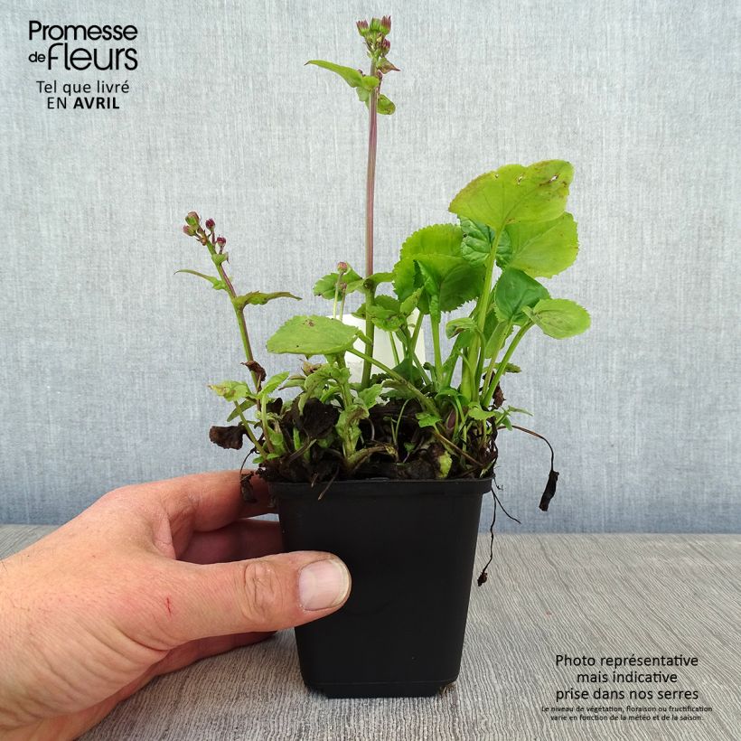 Example of Packera aurea - Séneçon doré, séneçon jacobée Godet de 8/9 cm as you get in printemps