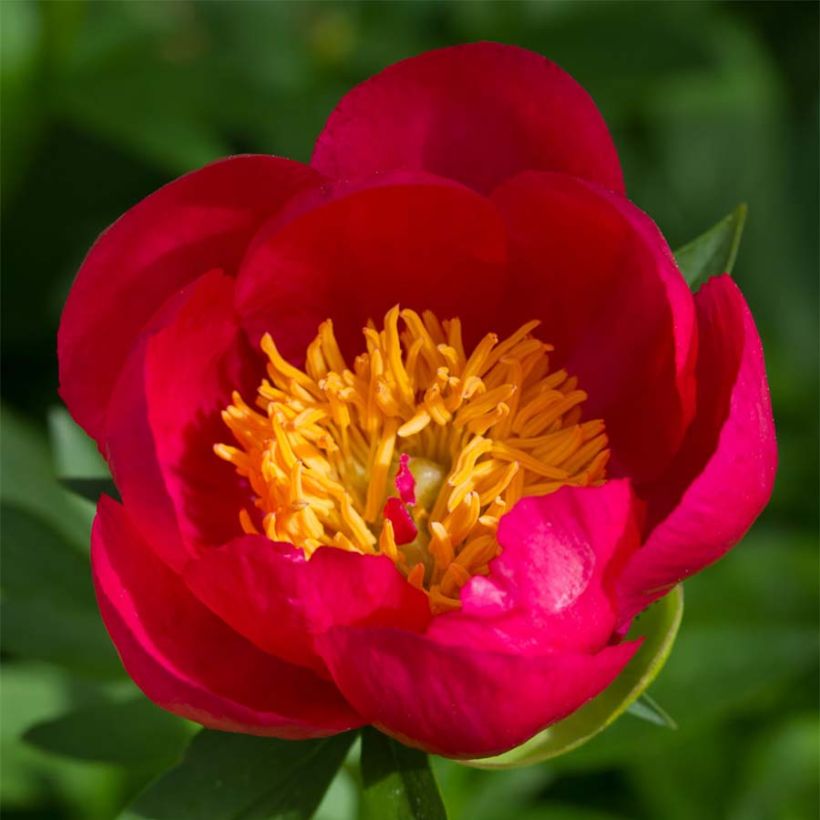 Pivoine Flame (Flowering)