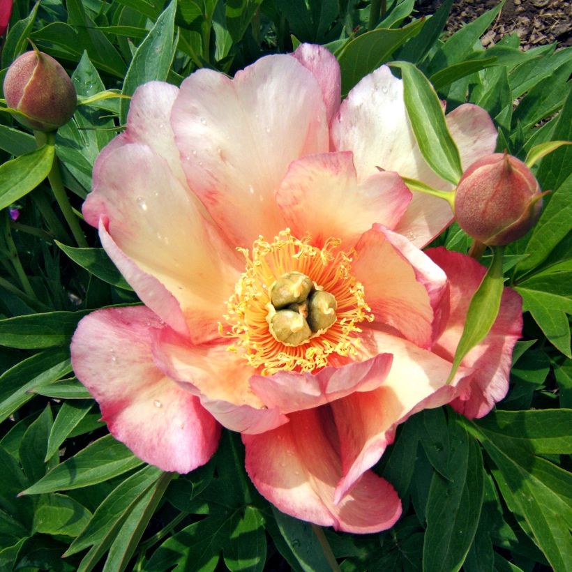 PIvoine Itoh Julia Rose (Flowering)