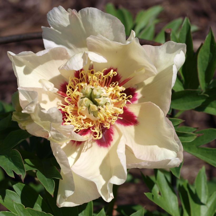 PIvoine Itoh Pastel Splendor (Flowering)