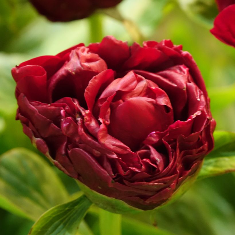 Pivoine lactiflora Henry Bockstoce  (Floraison)