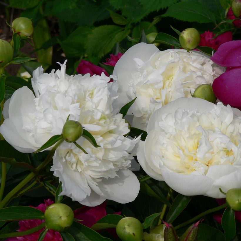 Pivoine lactiflora Duchesse de Nemours (Flowering)