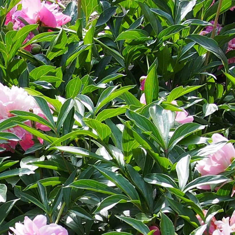 Pivoine lactiflora Edulis Superba (Foliage)