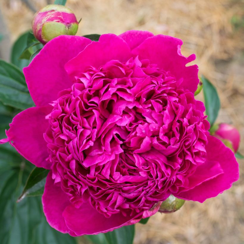Pivoine lactiflora Félix Crousse (Flowering)