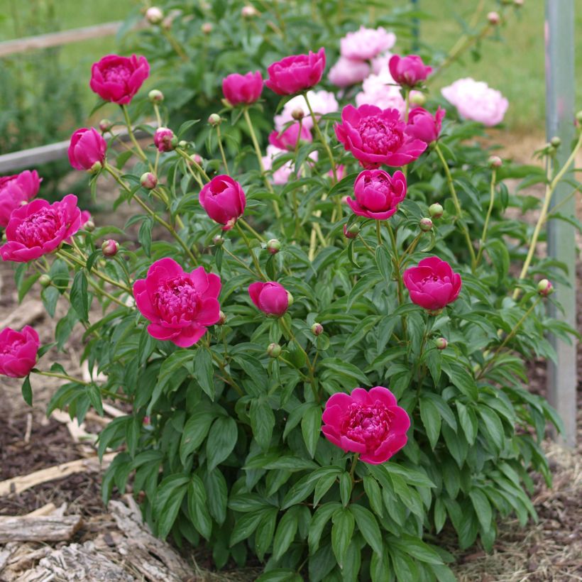 Pivoine lactiflora Félix Crousse (Plant habit)
