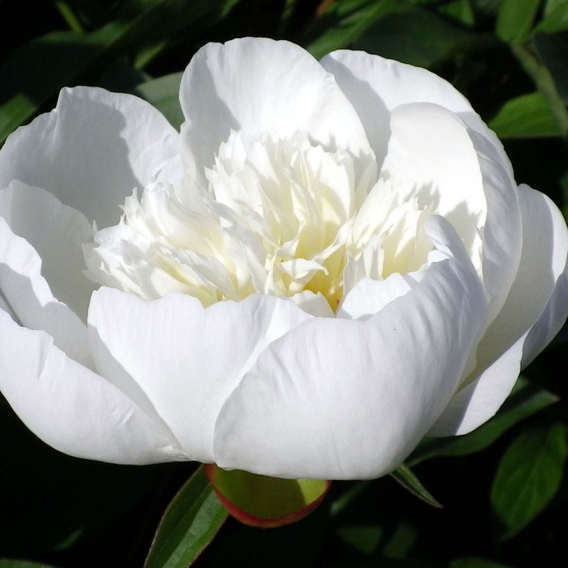Pivoine lactiflora Immaculée (Flowering)