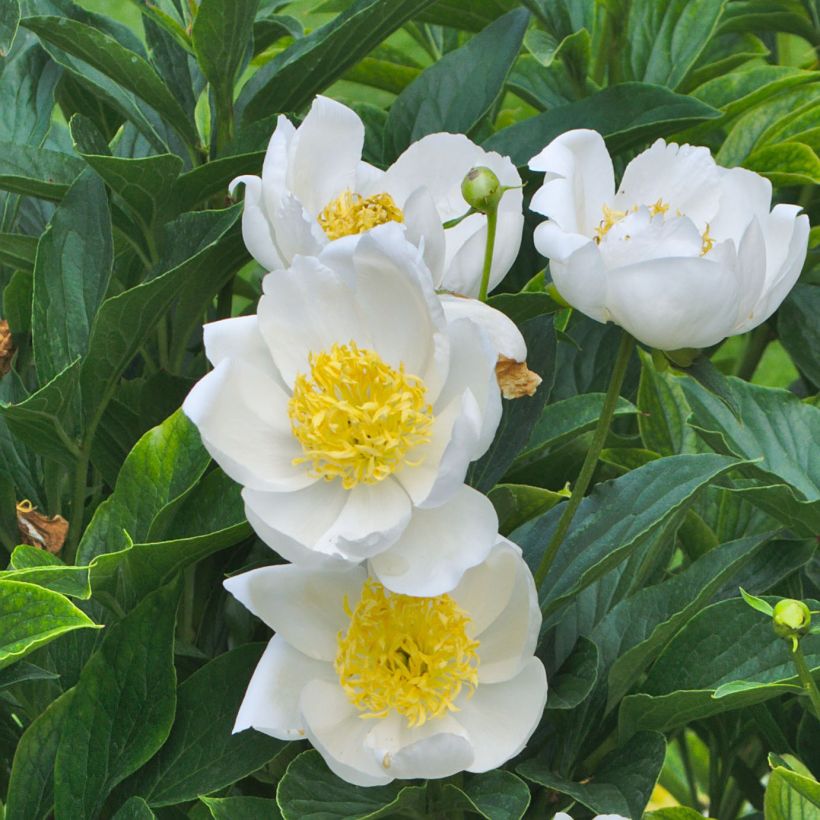 Pivoine lactiflora Jan van Leeuwen (Flowering)