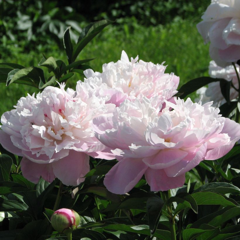 Pivoine lactiflora Lady Alexandra Duff (Flowering)