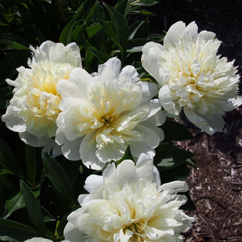 Pivoine lactiflora Primevère  (Flowering)