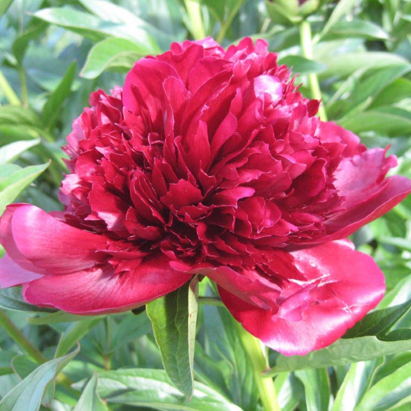 Pivoine lactiflora Red Charm (Flowering)