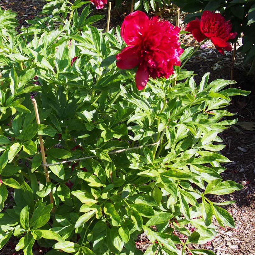Pivoine lactiflora Red Charm (Plant habit)