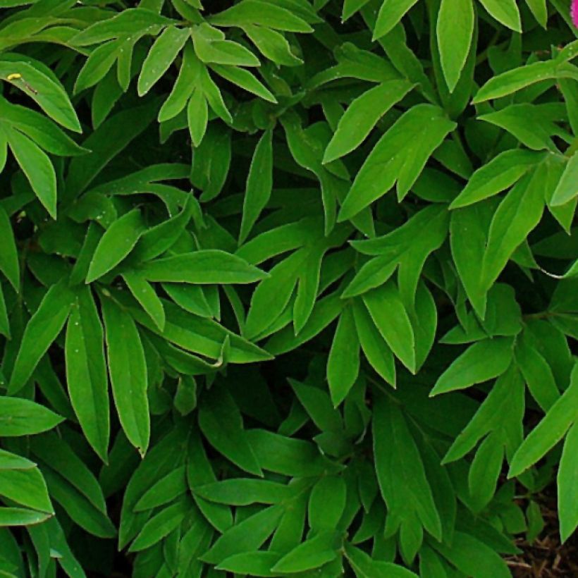 Pivoine botanique - Paeonia officinalis Mollis (Foliage)
