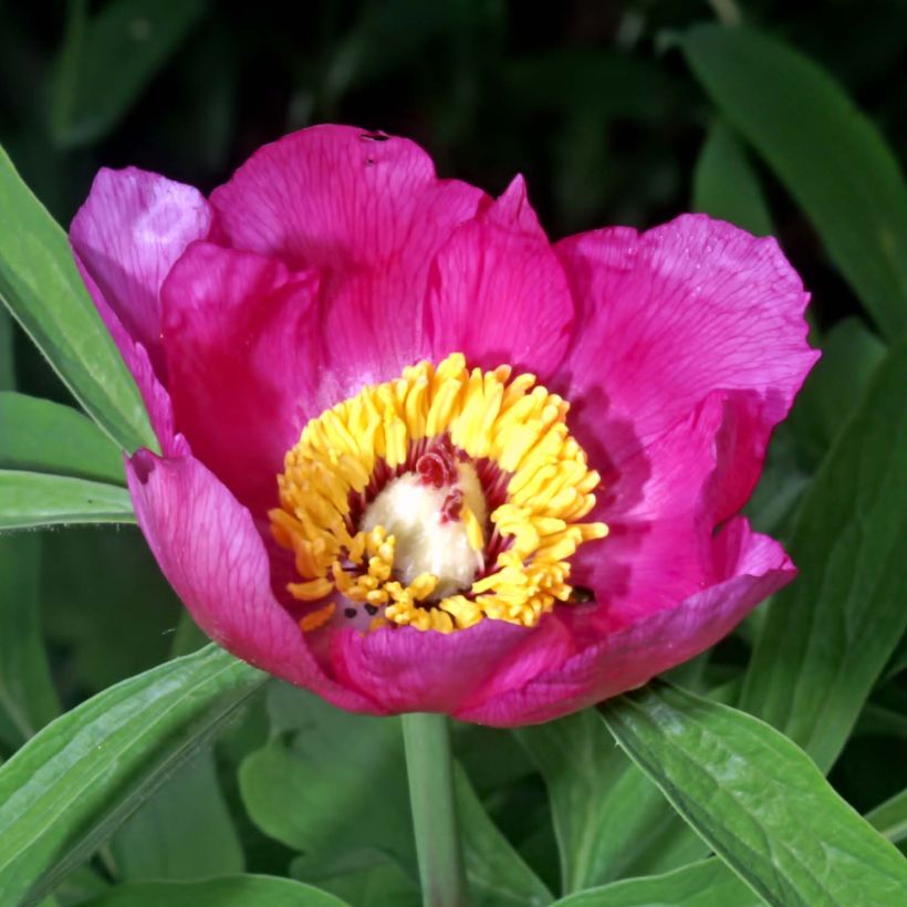 Pivoine botanique - Paeonia officinalis Mollis (Flowering)