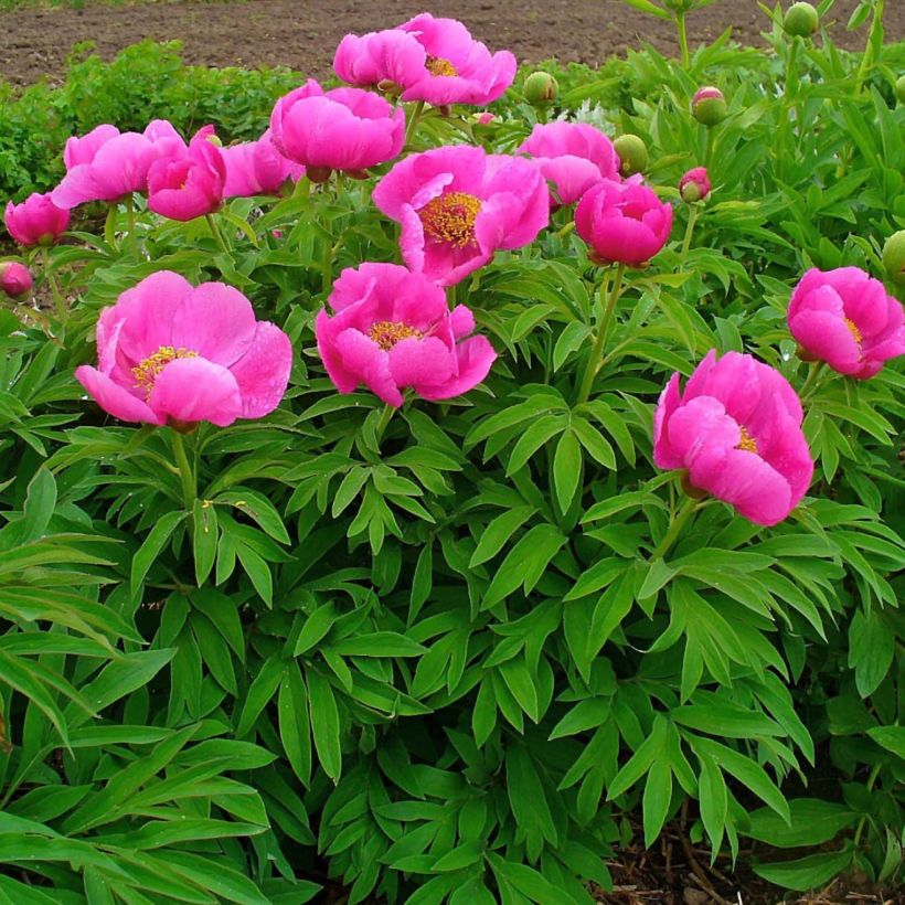 Pivoine botanique - Paeonia officinalis Mollis (Plant habit)