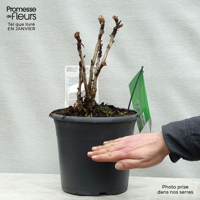 Spécimen de Pivoine arbustive 08 Juan Ye Hong - Paeonia suffruticosa Pot de 7,5L/10L tel que livré en hiver