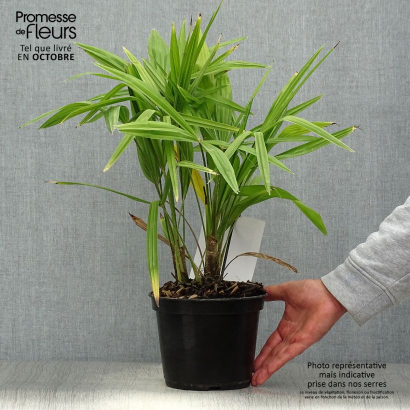 Spécimen de Palmier de Chine - Trachycarpus fortunei  Pot de 2L/3L tel que livré en automne