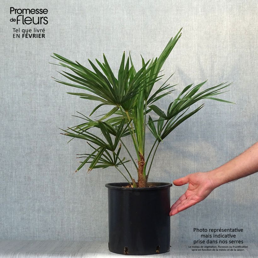 Spécimen de Palmier de Chine - Trachycarpus fortunei  Pot de 6L/7L tel que livré en automne