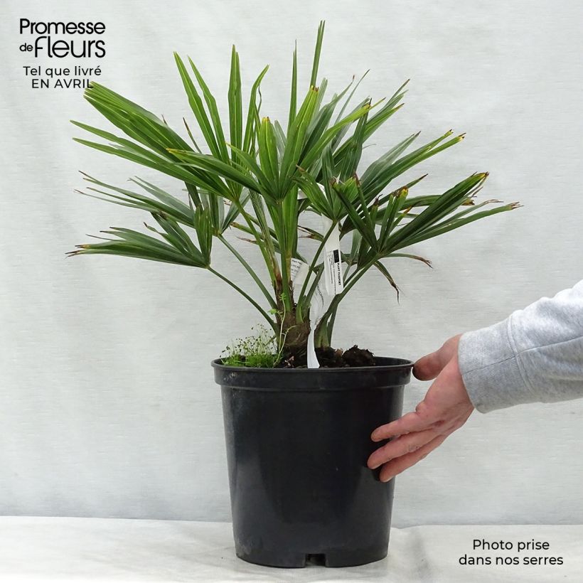 Example of Palmier de Chine - Trachycarpus fortunei  Pot de 6L/7L as you get in printemps