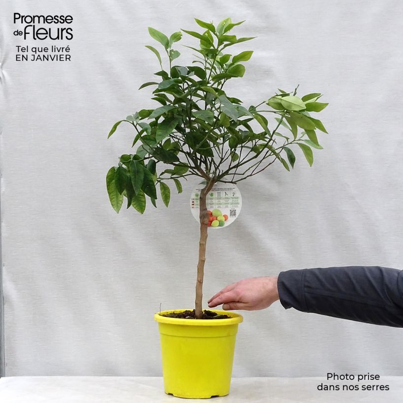 Spécimen de Pamplemoussier - Citrus maxima Pot de 3L/4L, 1/4 de tige tel que livré en hiver