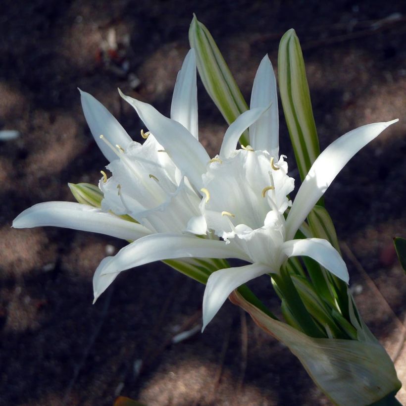 Pancratium maritimum - Lis de mer (Flowering)