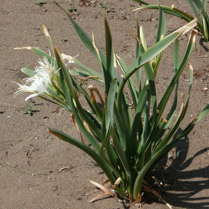 Pancratium maritimum - Lis de mer (Plant habit)