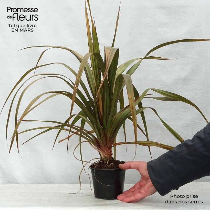 Example of Pandanus utilis - Vacoa Pot de 12 cm / 13 cm as you get in printemps