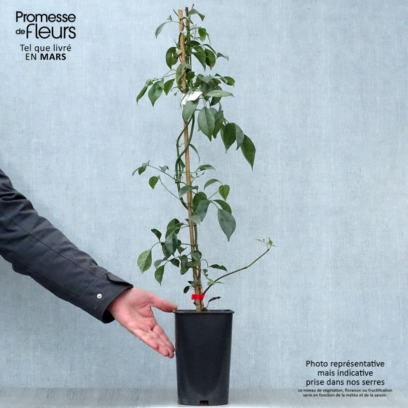 Example of Pandorea jasminoïdes Rosea - Bignone faux jasmin Pot de 2L/3L as you get in printemps