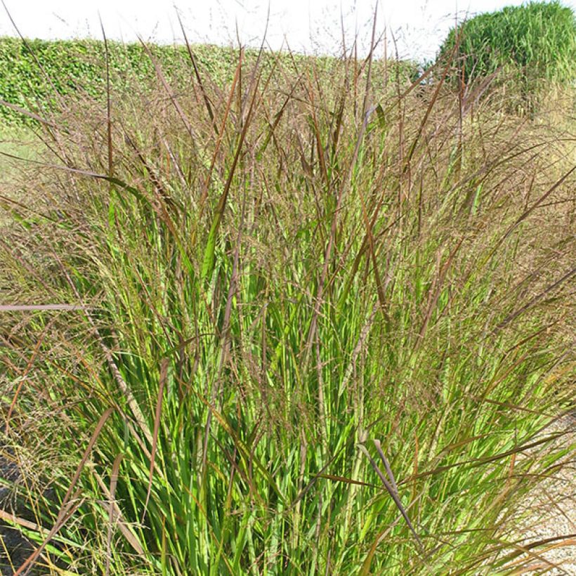 Panicum virgatum Squaw - Panic érigé  (Plant habit)