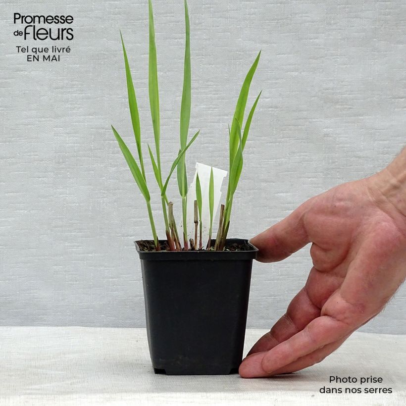 Example of Panic érigé - Panicum virgatum Blue Darkness Godet de 8/9 cm as you get in printemps