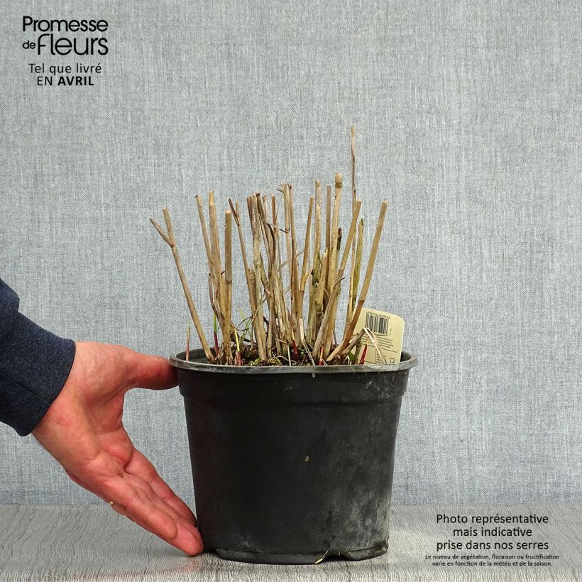 Example of Panic érigé - Panicum virgatum Cloud Nine Pot de 1L/1,5L as you get in printemps