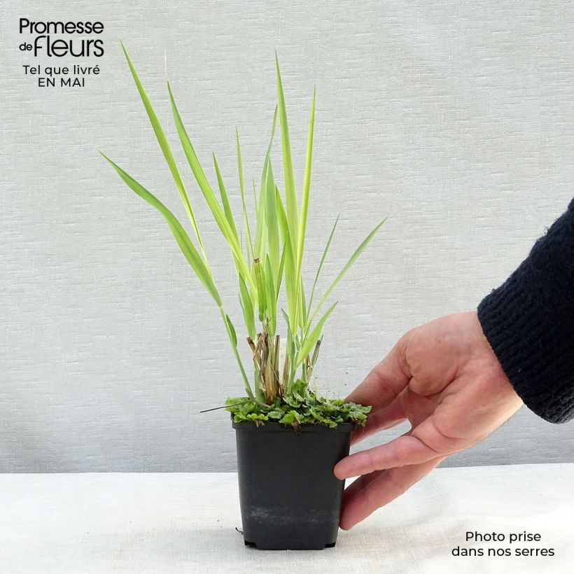Example of Panic érigé - Panicum virgatum Dallas Blues  Godet de 8/9 cm as you get in printemps