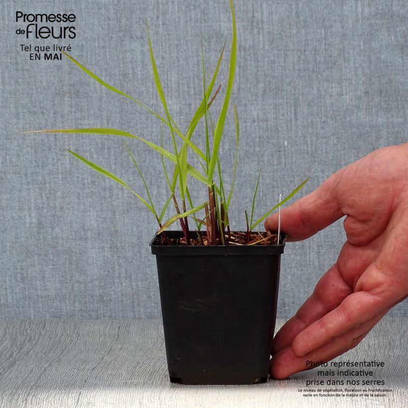 Example of Panic érigé - Panicum virgatum Hanse Herms  Godet de 8/9 cm as you get in printemps