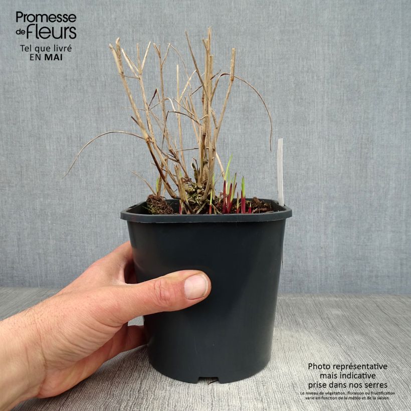 Example of Panic érigé - Panicum virgatum Heiliger Hain Pot de 2L/3L as you get in printemps