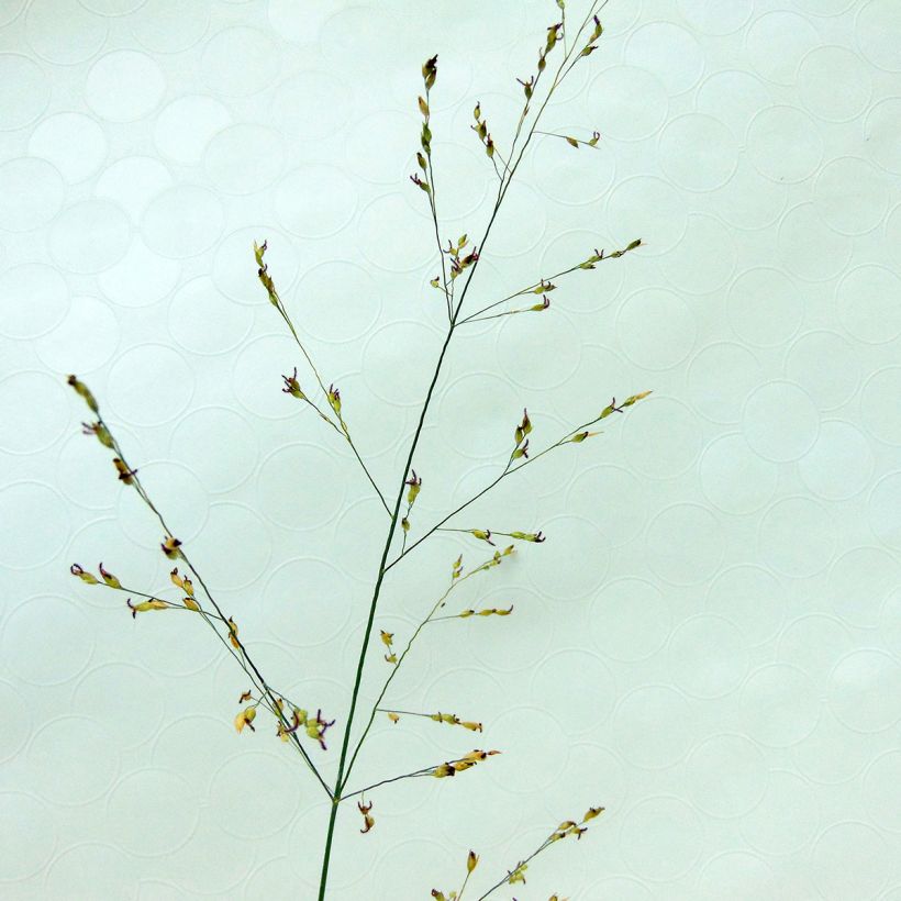 Panic érigé - Panicum virgatum Kulsenmoor  (Flowering)