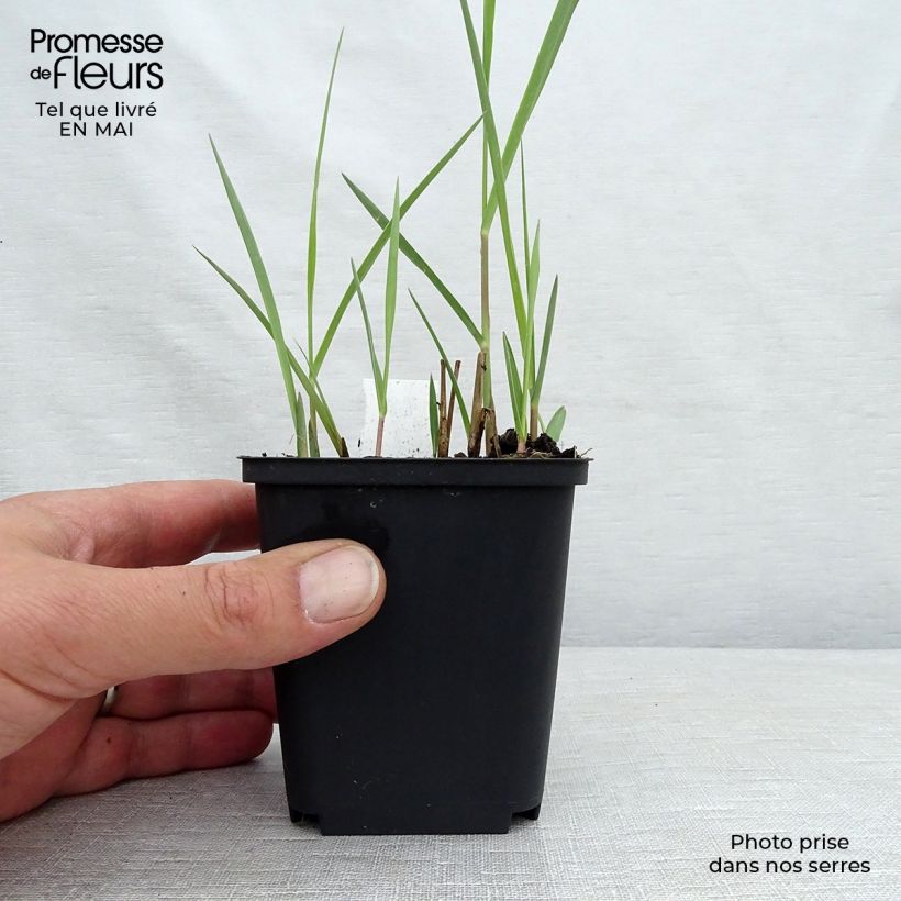 Example of Panic érigé - Panicum virgatum Kulsenmoor  Godet de 8/9 cm as you get in printemps
