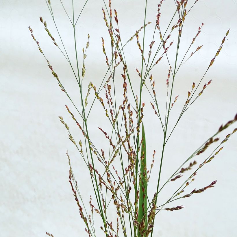 Panic érigé - Panicum virgatum Northwind  (Flowering)