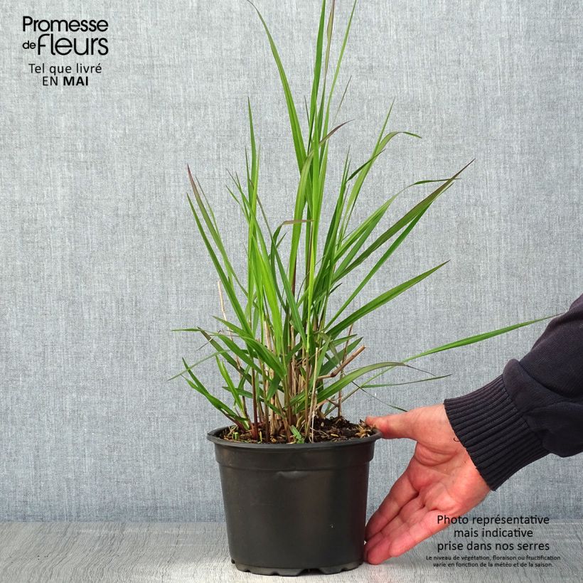 Example of Panic érigé - Panicum virgatum Rehbraun Pot de 2L/3L as you get in printemps