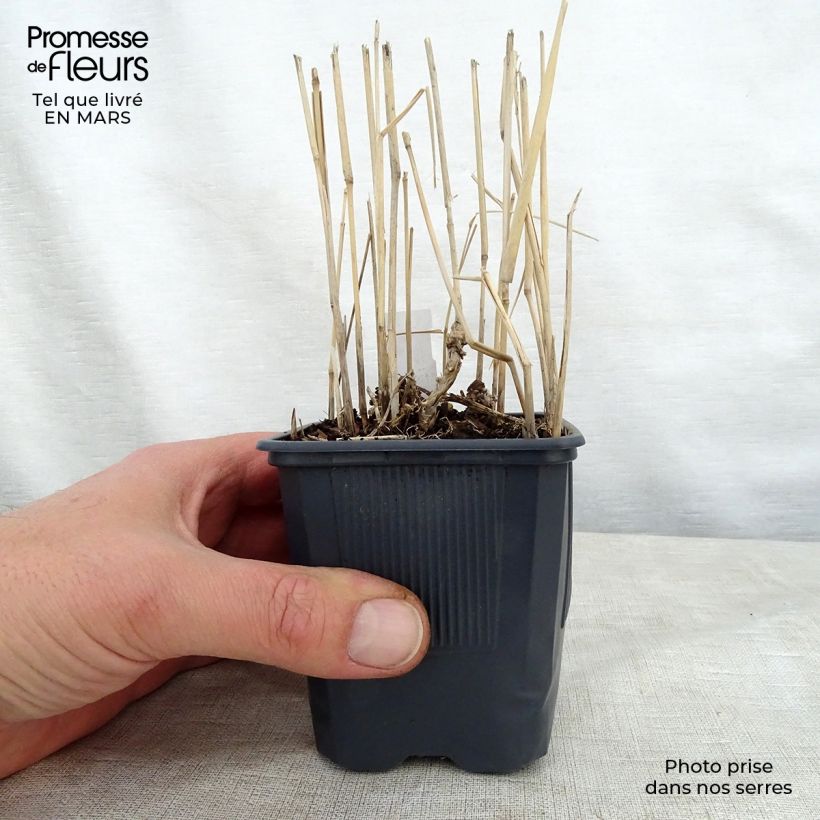 Example of Panic érigé, Panicum virgatum Rotstrahlbusch Godet de 8/9 cm as you get in printemps