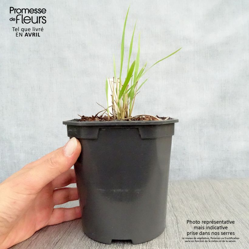 Example of Panic érigé - Panicum virgatum Sangria Pot de 2L/3L as you get in printemps