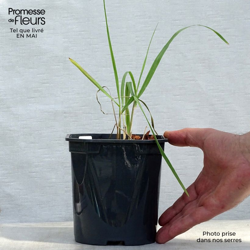 Example of Panic érigé - Panicum virgatum Sangria Godet de 8/9 cm as you get in printemps