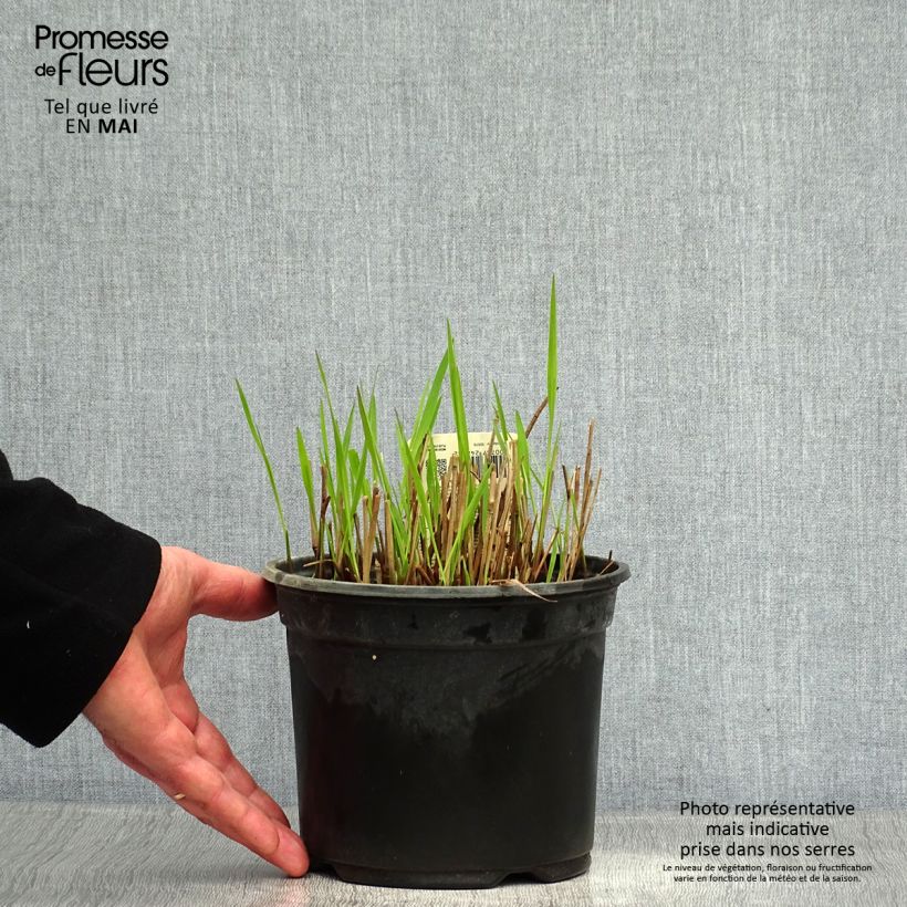 Example of Panic érigé - Panicum virgatum Shenandoah Pot de 2L/3L as you get in printemps
