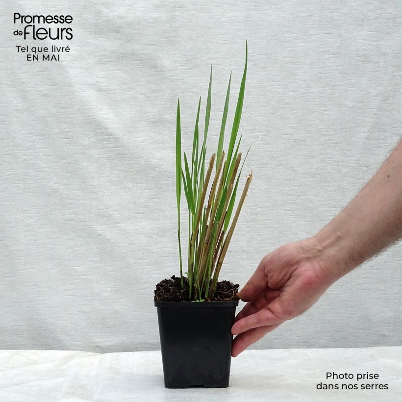 Example of Panic érigé - Panicum virgatum Thundercloud  Godet de 8/9 cm as you get in printemps