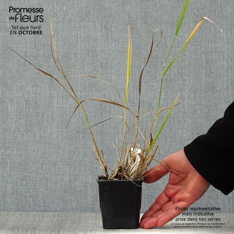 Spécimen de Panic érigé - Panicum virgatum Warrior Godet de 8/9 cm tel que livré en automne