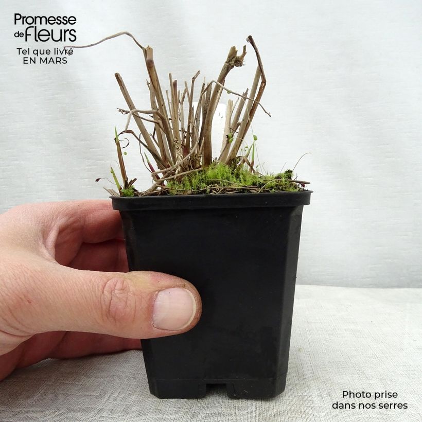Example of Panic érigé - Panicum virgatum Warrior Godet de 8/9 cm as you get in printemps